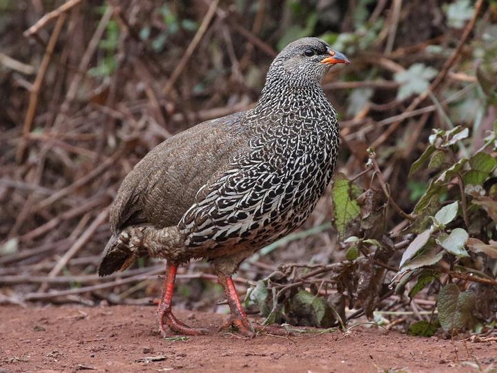 Hildebrandt's Spurfowl