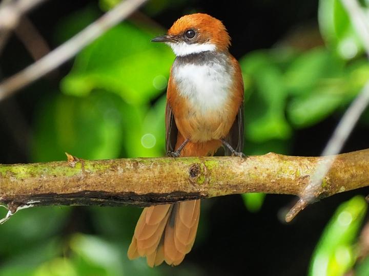 Palau Fantail
