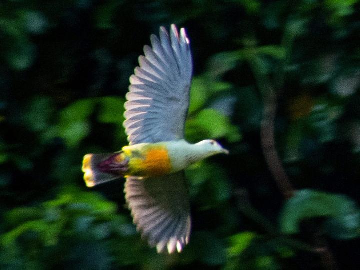 Palau Fruit Dove