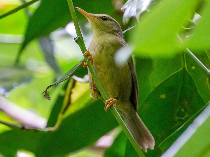 Palau Bush Warbler