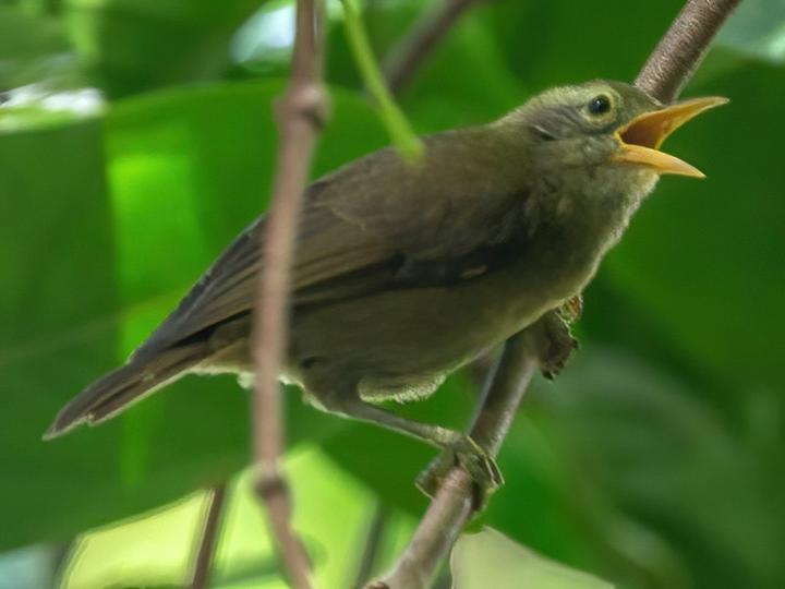 Giant White-eye