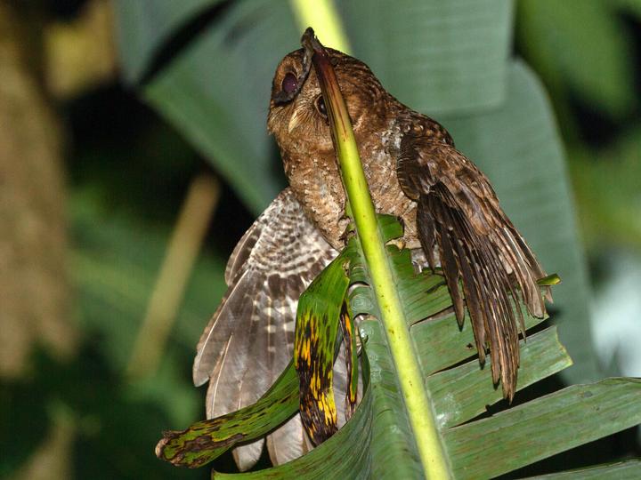 Palau Scops Owl