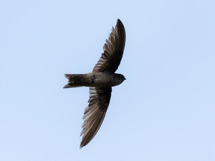 Palau Swiftlet