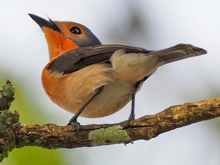 Palau Flycatcher