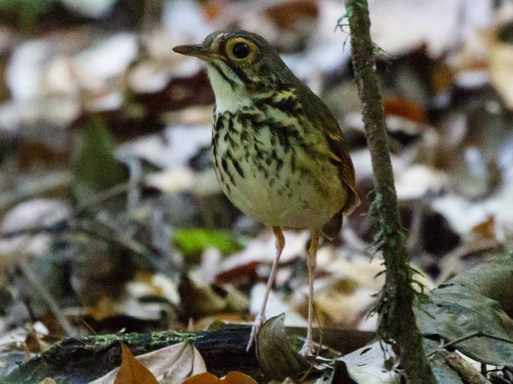 Snethlage's Antpitta