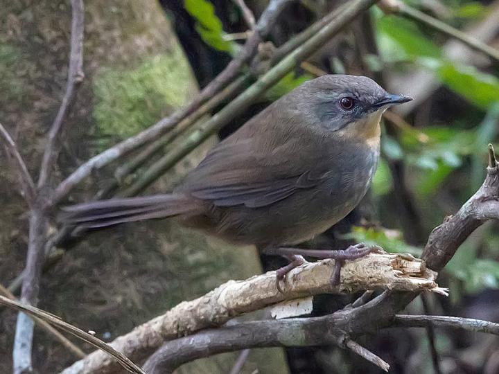 Sri Lanka Bush Warbler