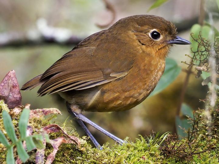 Panao Antpitta