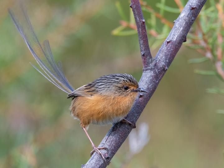 Southern Emu-wren
