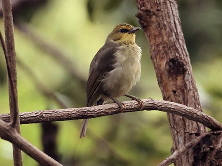 Timor Heleia