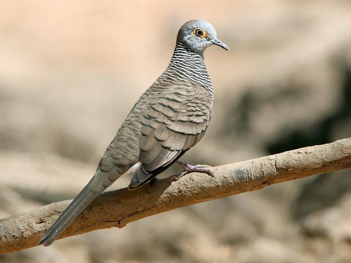 Barred Dove