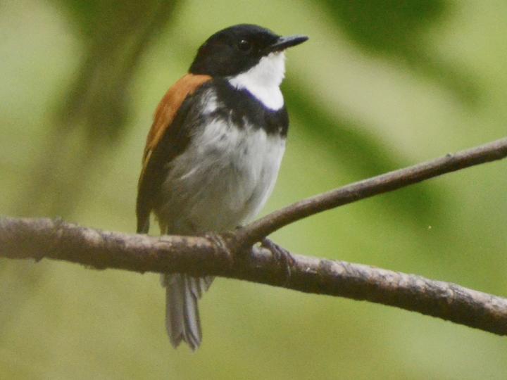 Black-banded Flycatcher