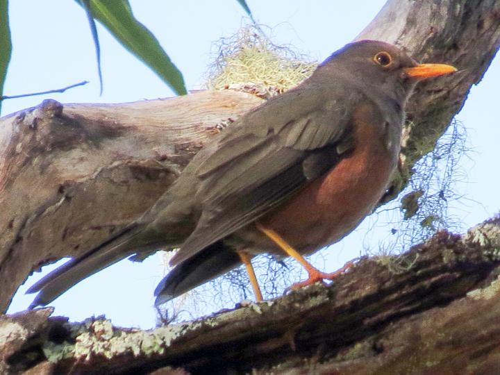 Wallacean Island Thrush