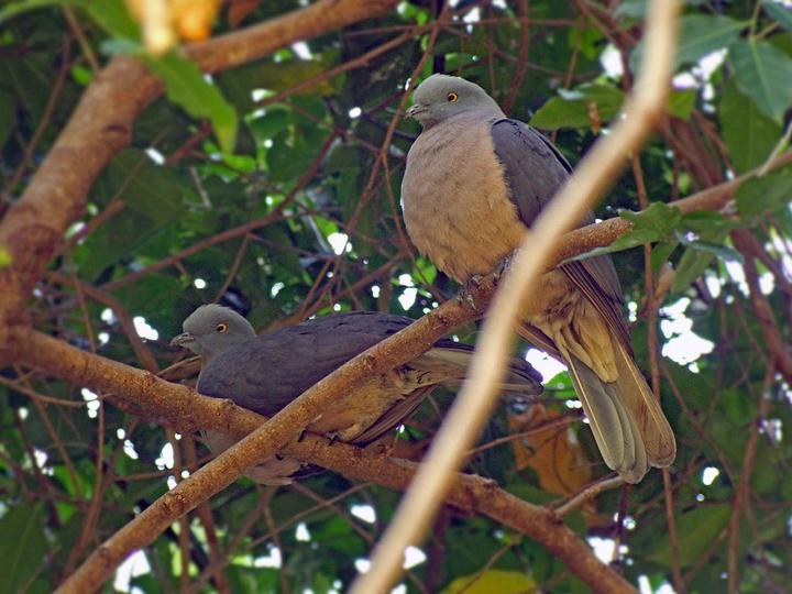 Timor Imperial Pigeon