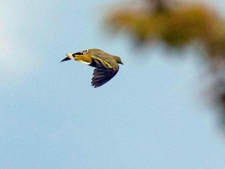 Timor Green Pigeon