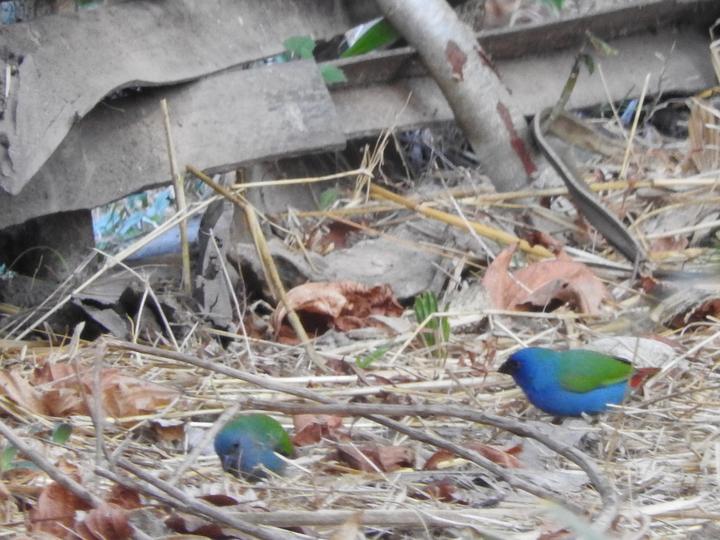 Tricolored Parrotfinch