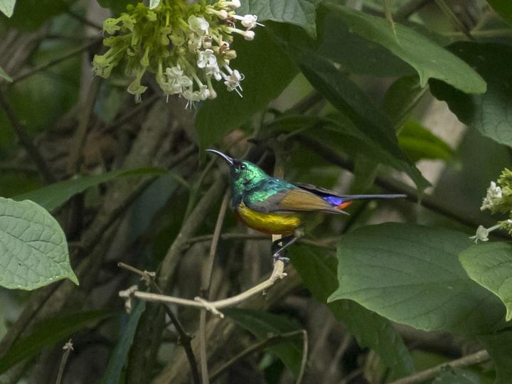 帝王花蜜鸟