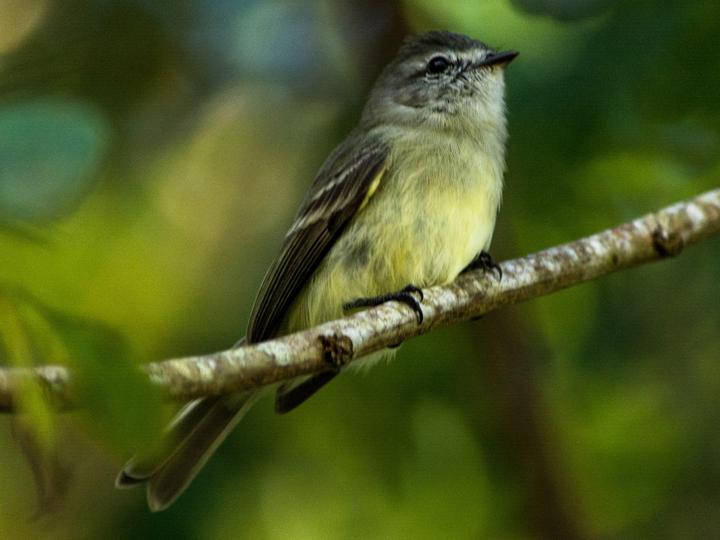 Planalto Tyrannulet