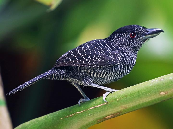 Fasciated Antshrike