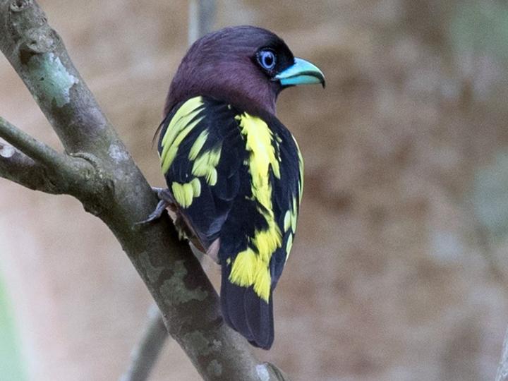 Banded Broadbill