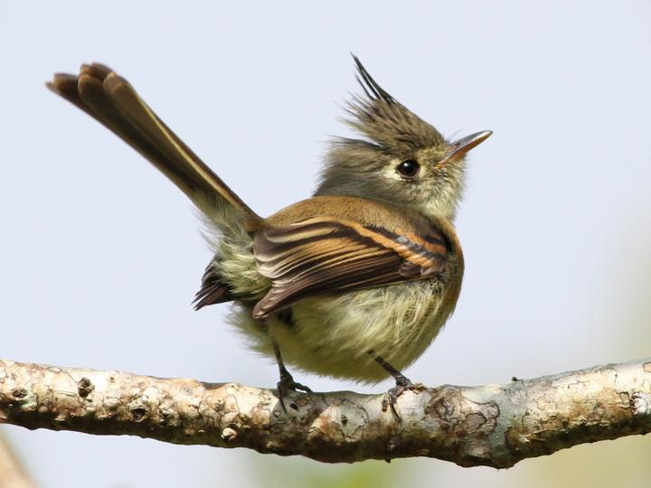 Belted Flycatcher