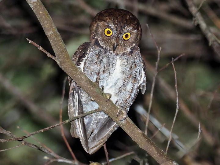 Banggai Scops Owl