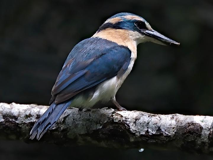 Mewing Kingfisher