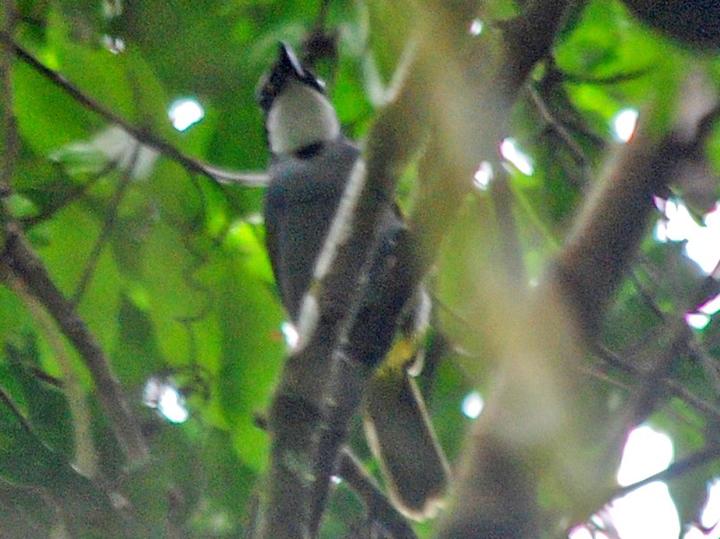 Mount Kupe Bushshrike