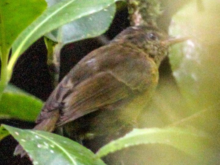 Kolombangara Leaf Warbler