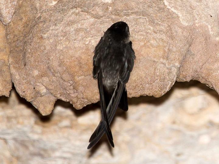Atiu Swiftlet