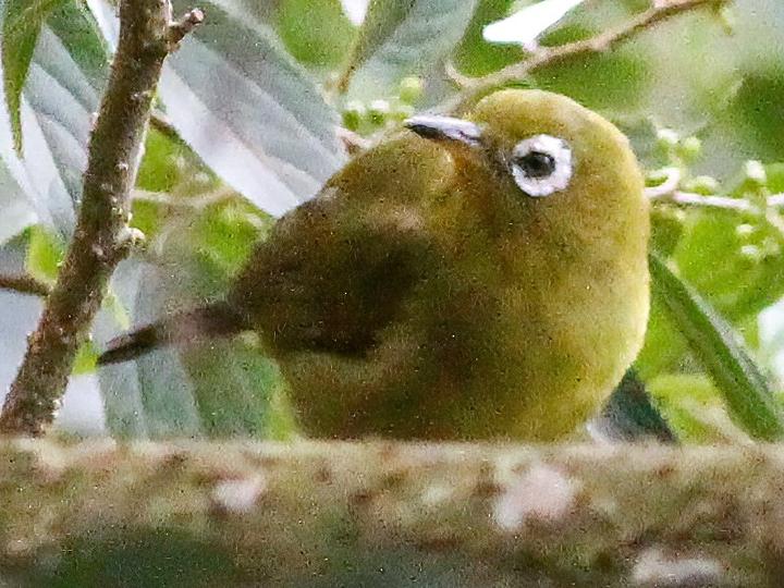 Kolombangara White-eye