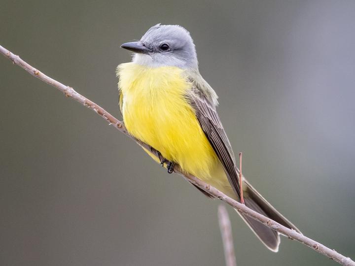 Couch's Kingbird