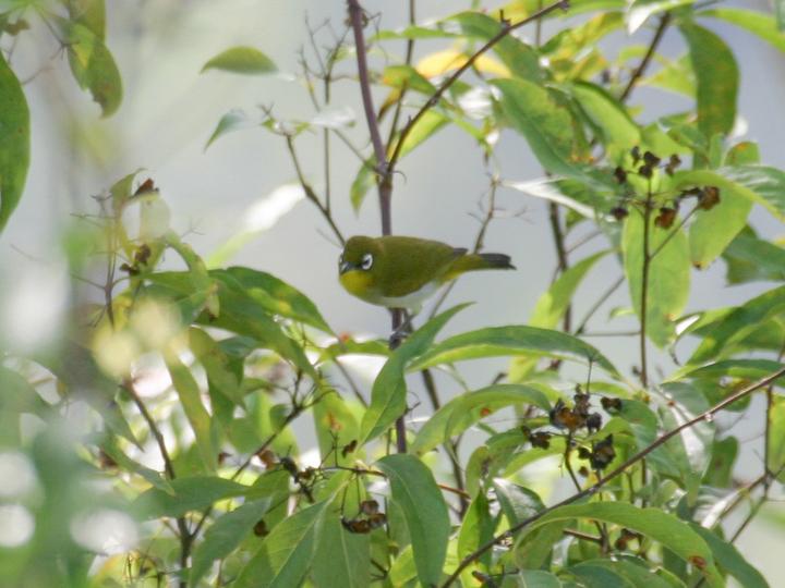 Ambon White-eye