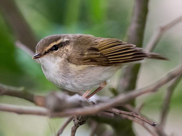 Sakhalin Leaf Warbler