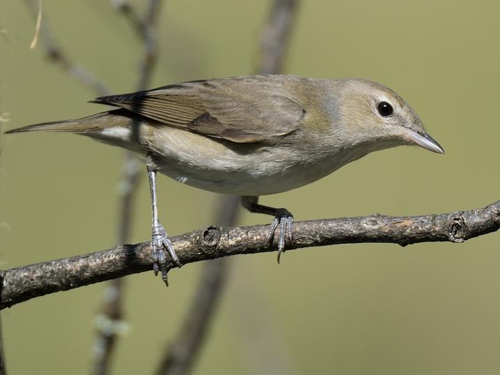 Garden Warbler