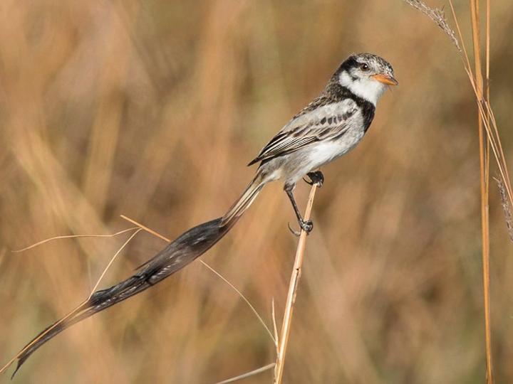 Strange-tailed Tyrant