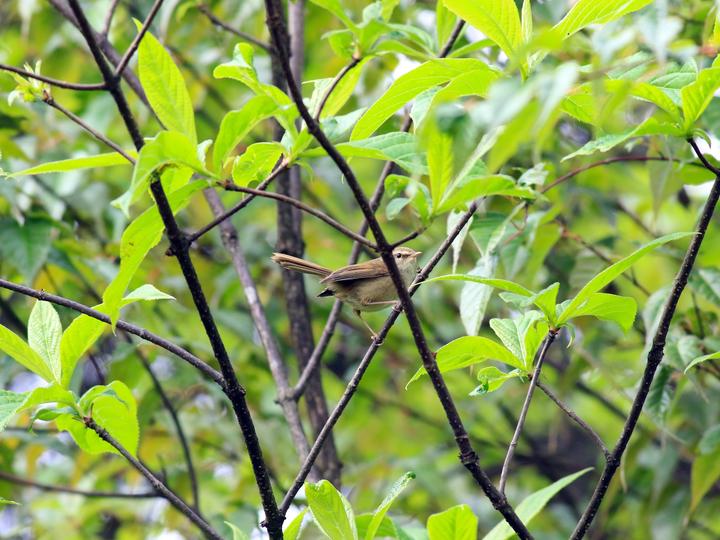 Aberrant Bush Warbler