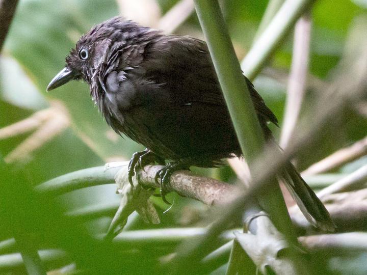 Nonggang Babbler