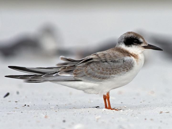 Forster's Tern