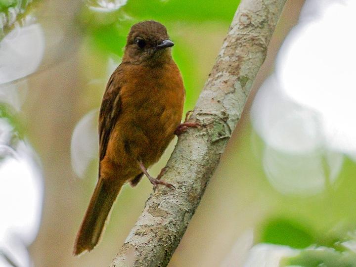 Fraser's Rufous Thrush