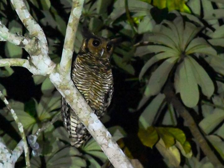 Fraser's Eagle-Owl
