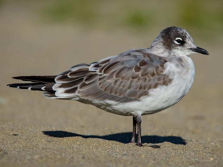 Franklin's Gull