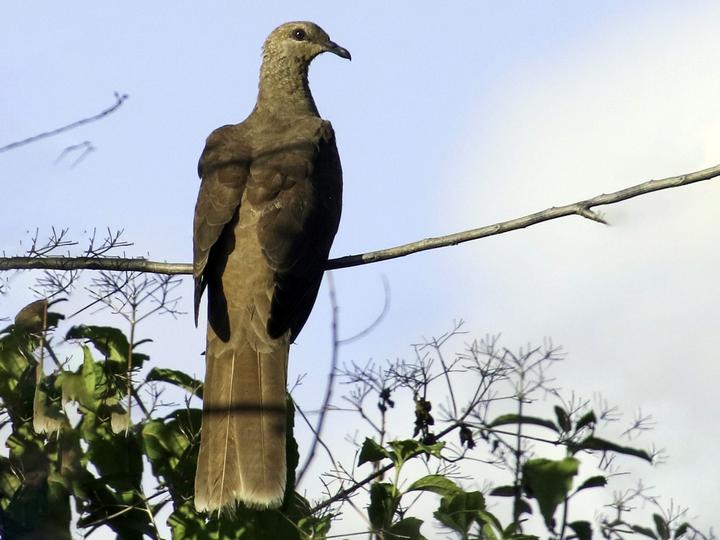 Flores Sea Cuckoo-Dove