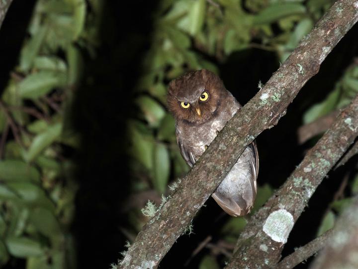 Flores Scops Owl