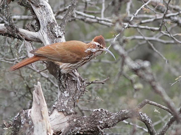 Scimitar-billed Woodcreeper