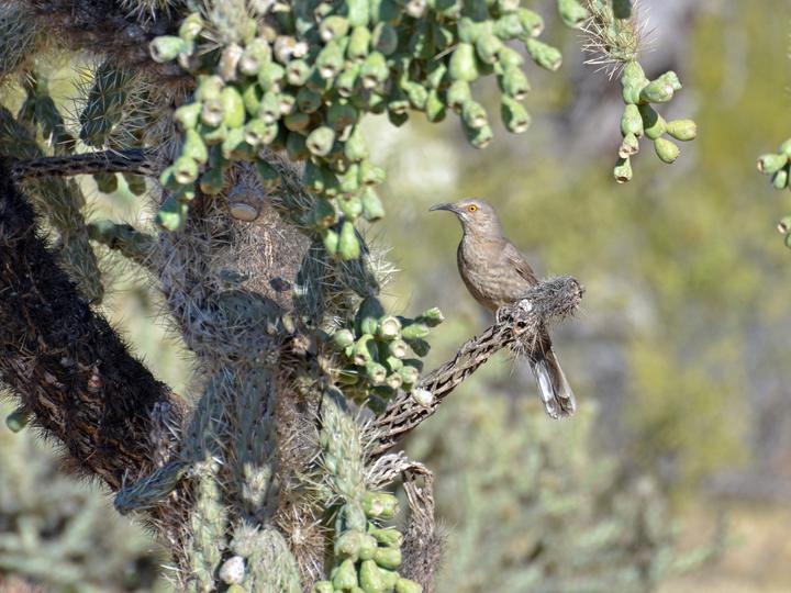 Curve-billed Thrasher
