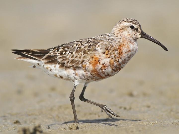 Curlew Sandpiper