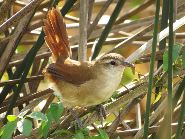 Curve-billed Reedhaunter