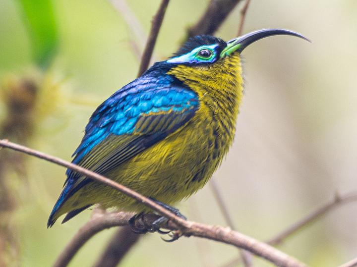 Common Sunbird-Asity