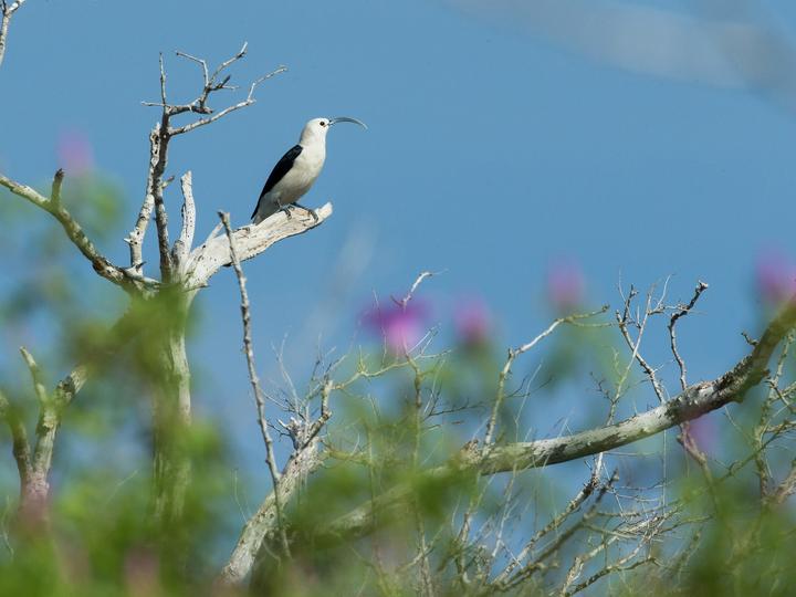 Sickle-billed Vanga