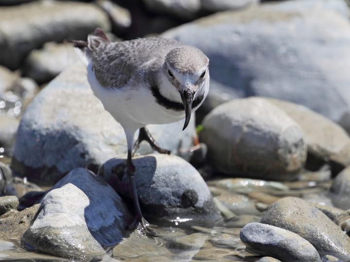 Wrybill